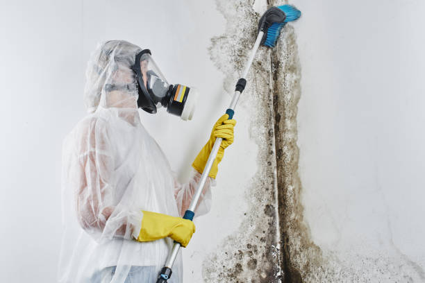 Best Mold Testing and Inspection Services in Olga, FL