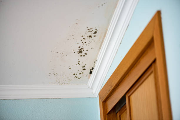 Best HVAC Mold Remediation in Olga, FL