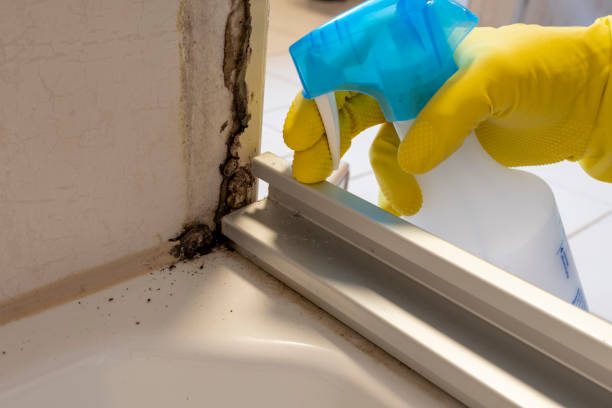 Best Bathroom Mold Remediation in Olga, FL