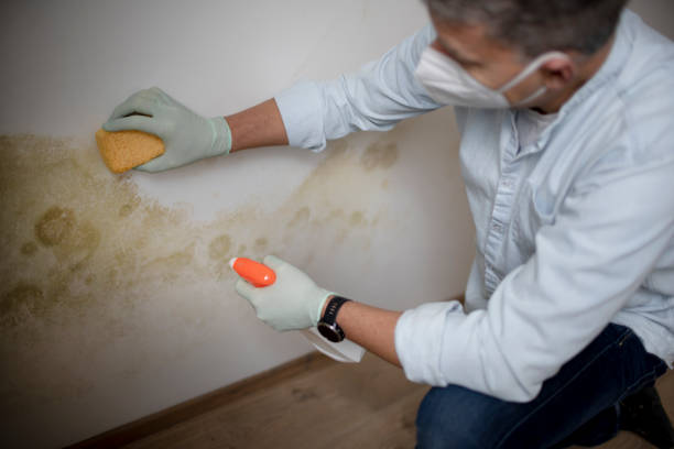 Best White Mold Remediation in Olga, FL