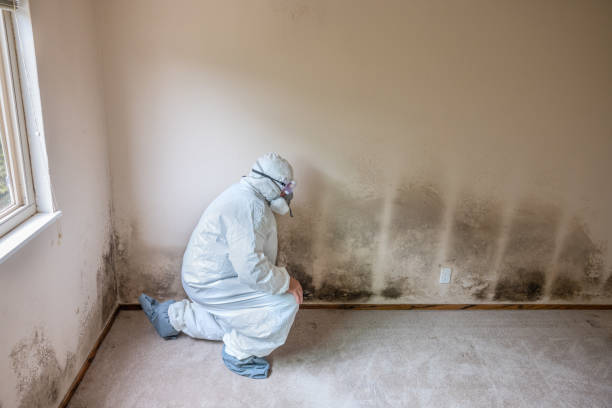 Best Black Mold Remediation in Olga, FL