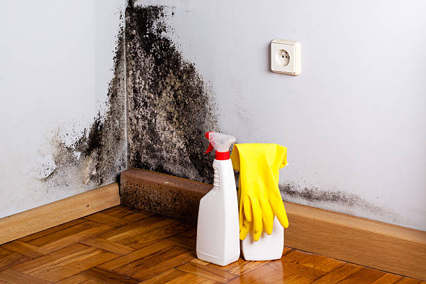 Best Localized Mold Remediation (e.g., coastal areas, humid climates) in Olga, FL