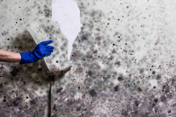 Best Residential Mold Remediation in Olga, FL