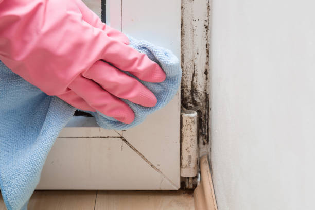 Best Post-Flood Mold Remediation in Olga, FL