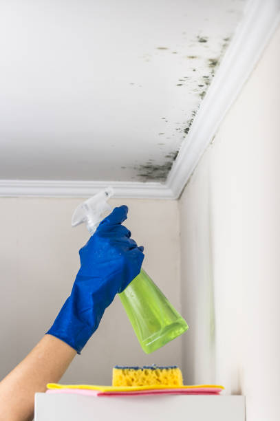 Best Kitchen Mold Remediation in Olga, FL